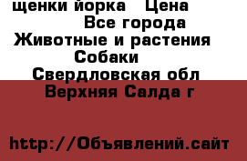 щенки йорка › Цена ­ 15 000 - Все города Животные и растения » Собаки   . Свердловская обл.,Верхняя Салда г.